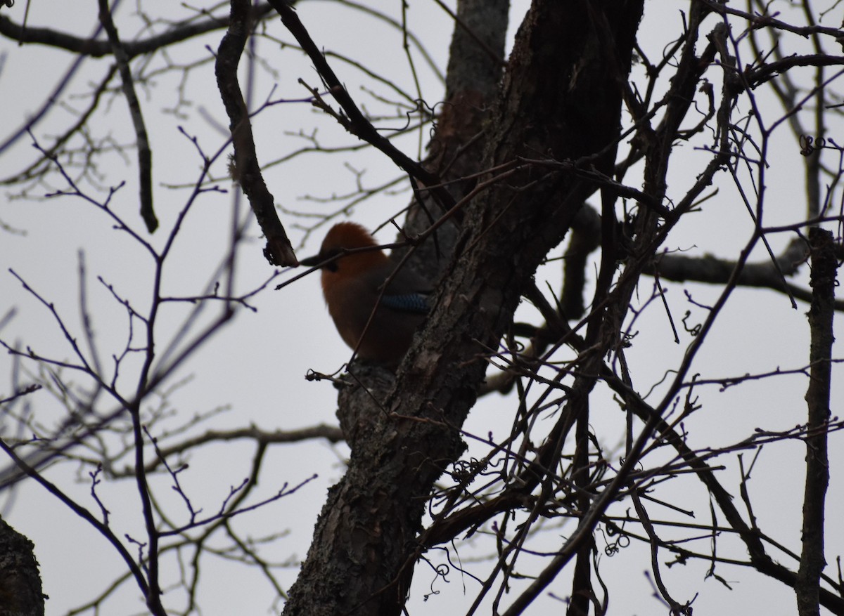 Eurasian Jay (Brandt's) - ML647133697