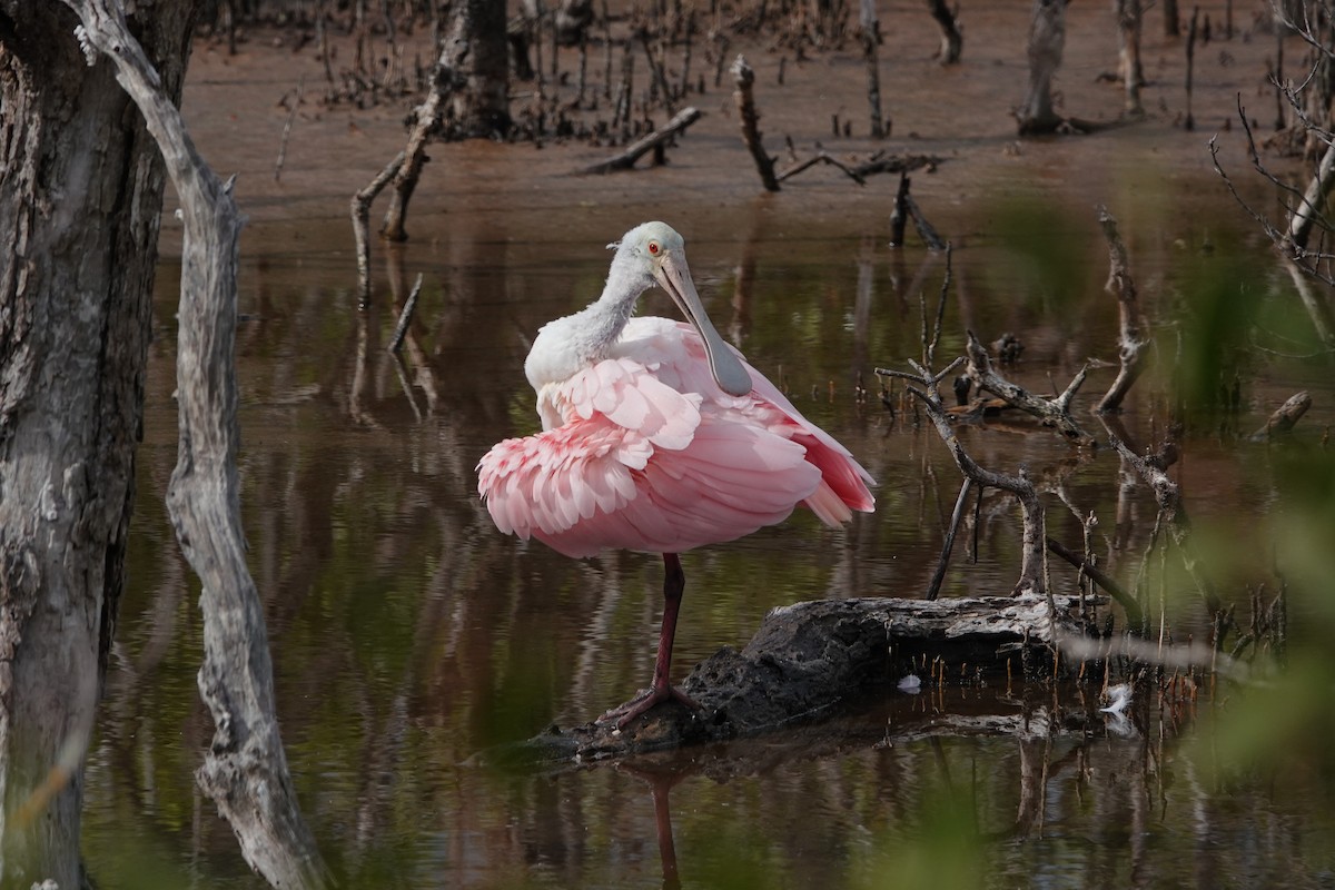 Roseate Spoonbill - ML647133711