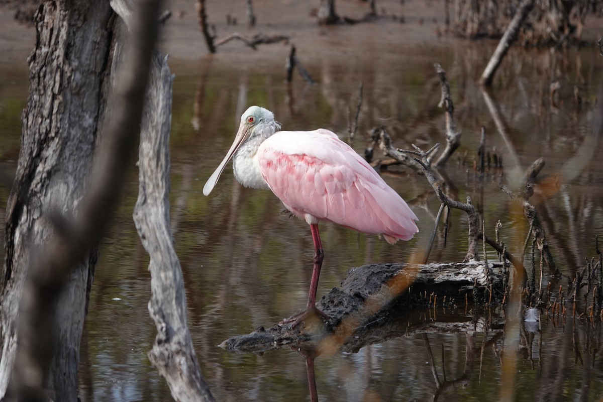 Roseate Spoonbill - ML647133712