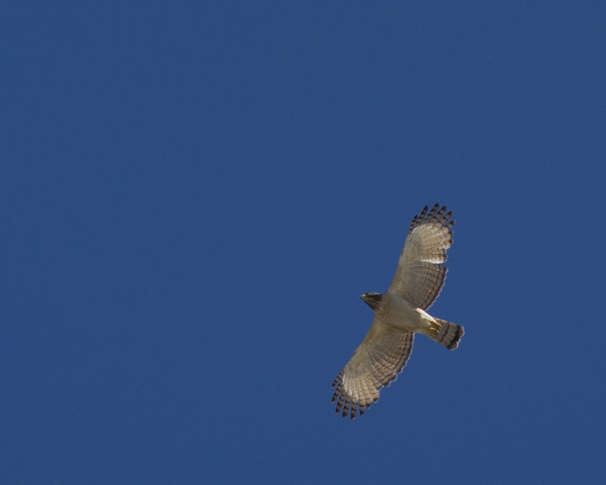 Roadside Hawk - ML647133718
