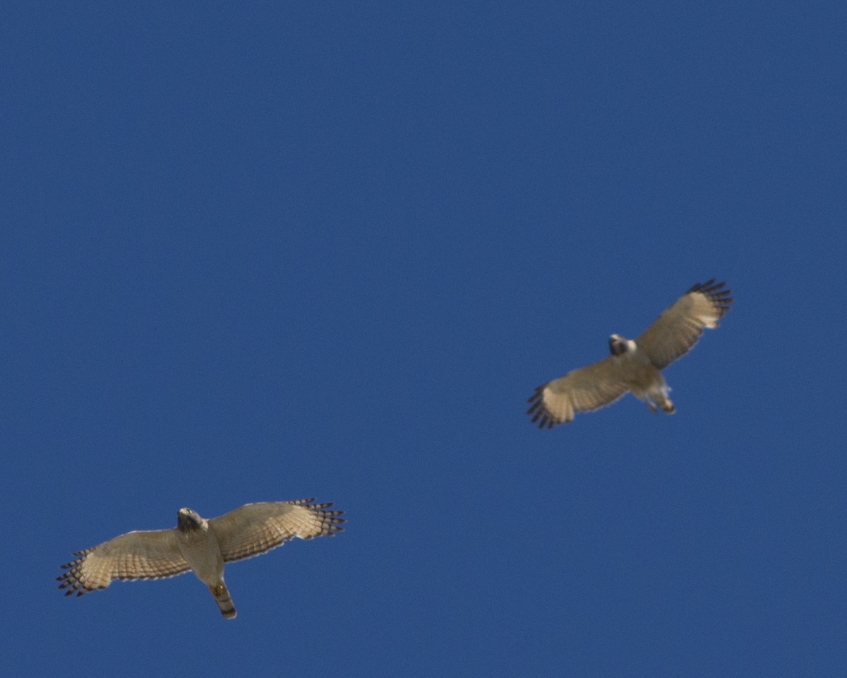 Roadside Hawk - ML647133720