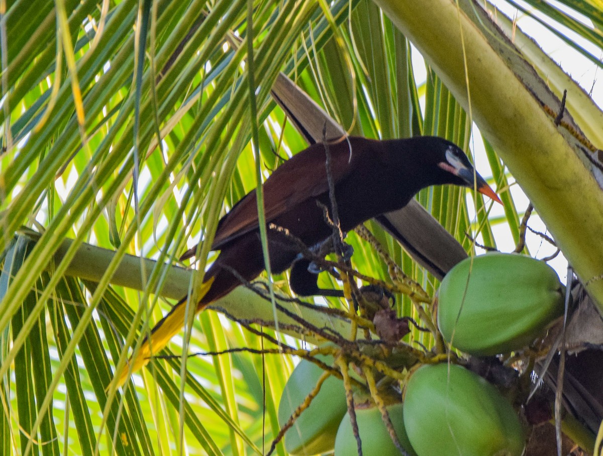 Montezuma Oropendola - ML647133728