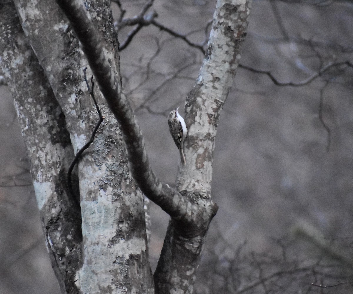Eurasian Treecreeper - ML647133730