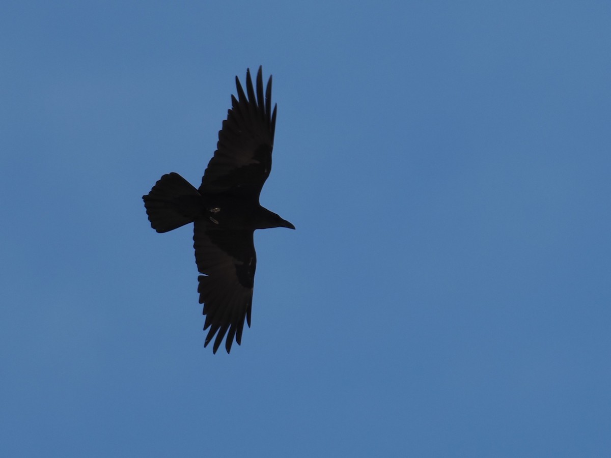 Brown-necked Raven - ML647133741