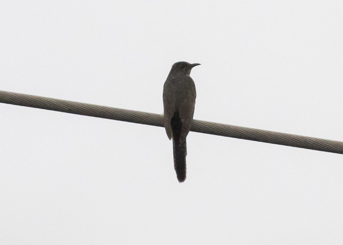 Cuco Pechigrís - ML647133747