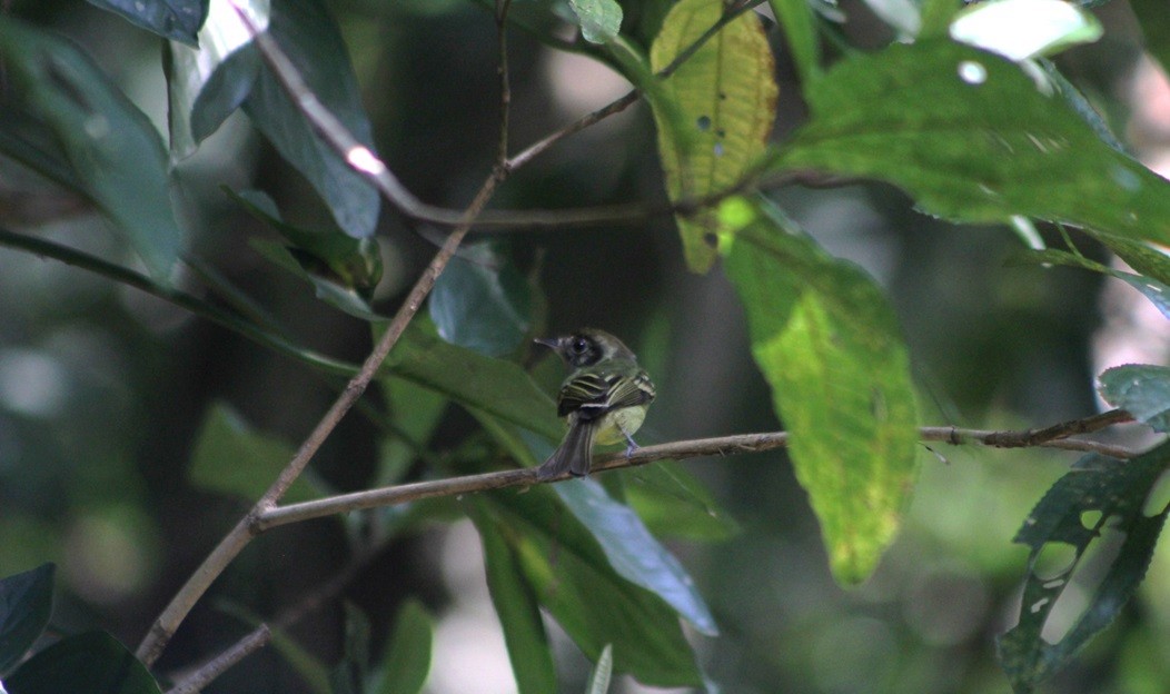 Sepia-capped Flycatcher - ML647133750