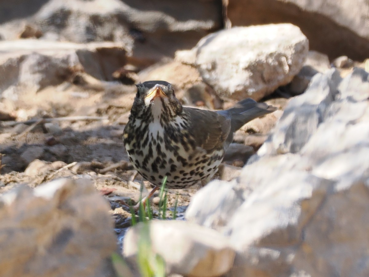 Song Thrush - ML647133751