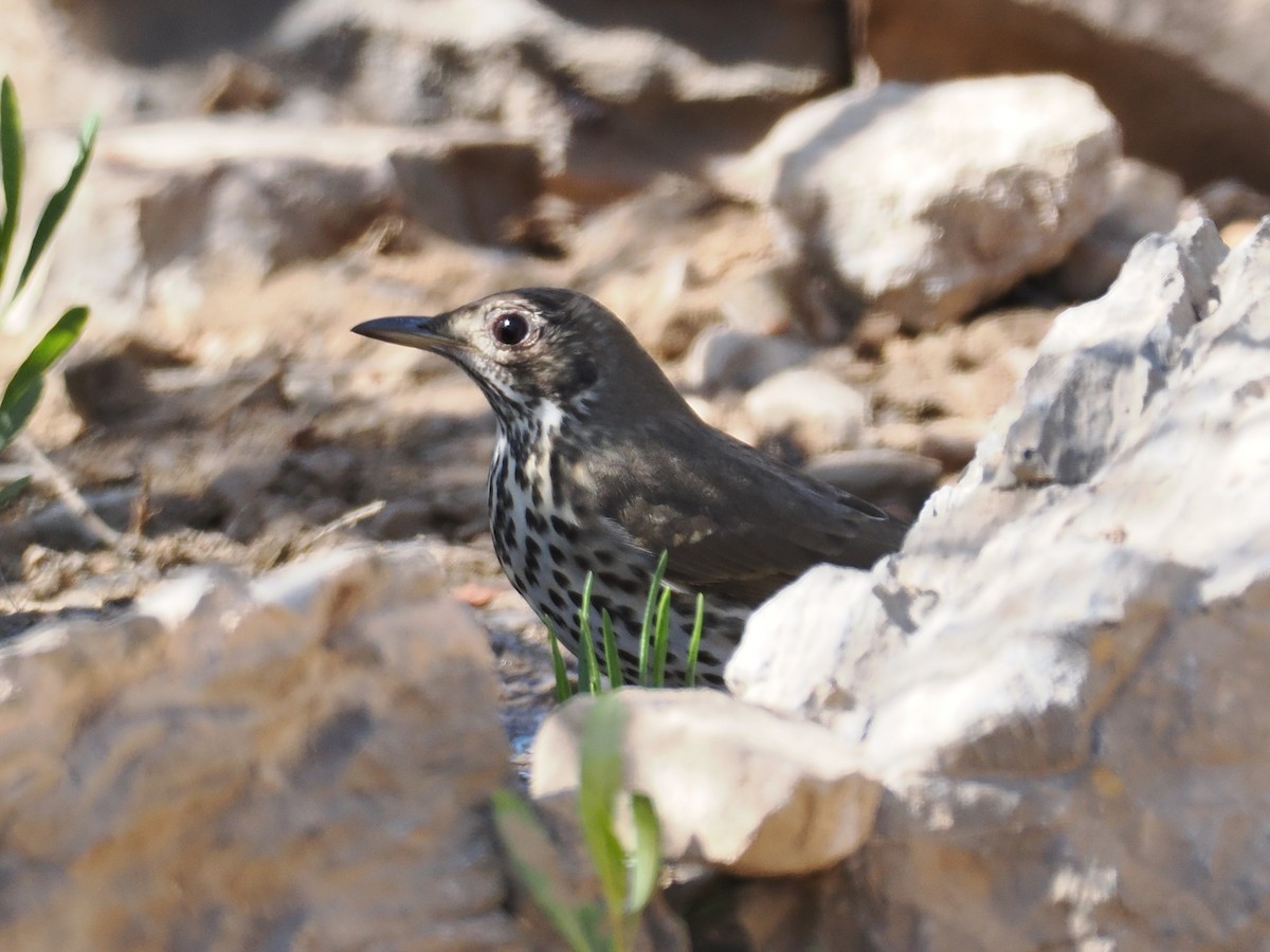 Song Thrush - ML647133752