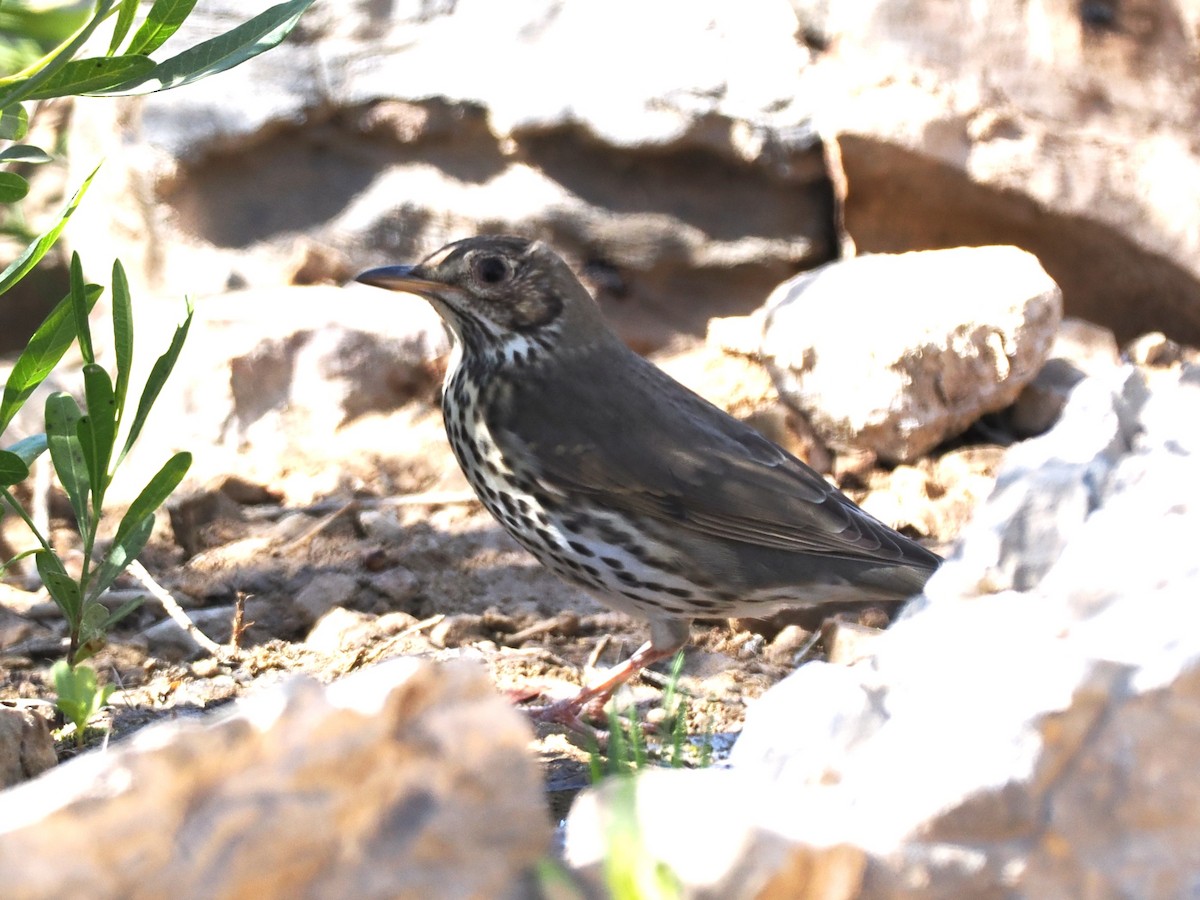 Song Thrush - ML647133753