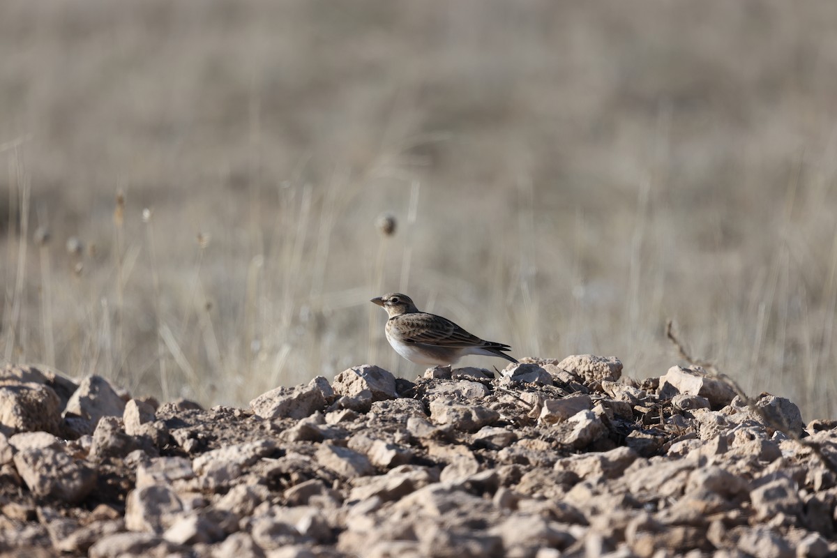 クロエリコウテンシ - ML647133754