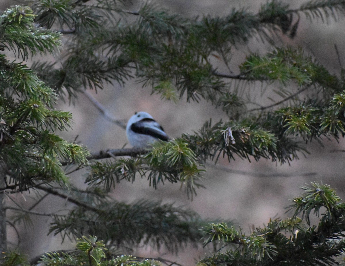 Long-tailed Tit (caudatus) - ML647133755