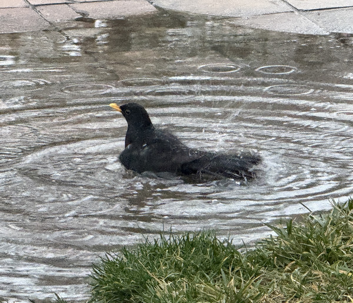Eurasian Blackbird - ML647133759
