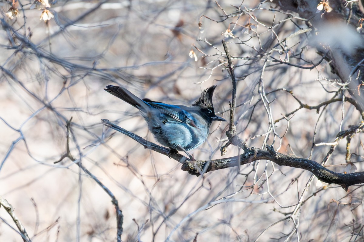 Steller's Jay - ML647133764