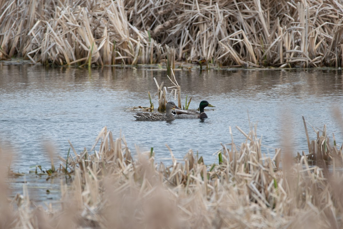Yeşilbaş - ML647133765