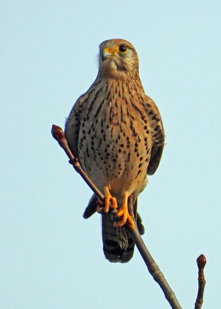 poštolka obecná - ML647133766