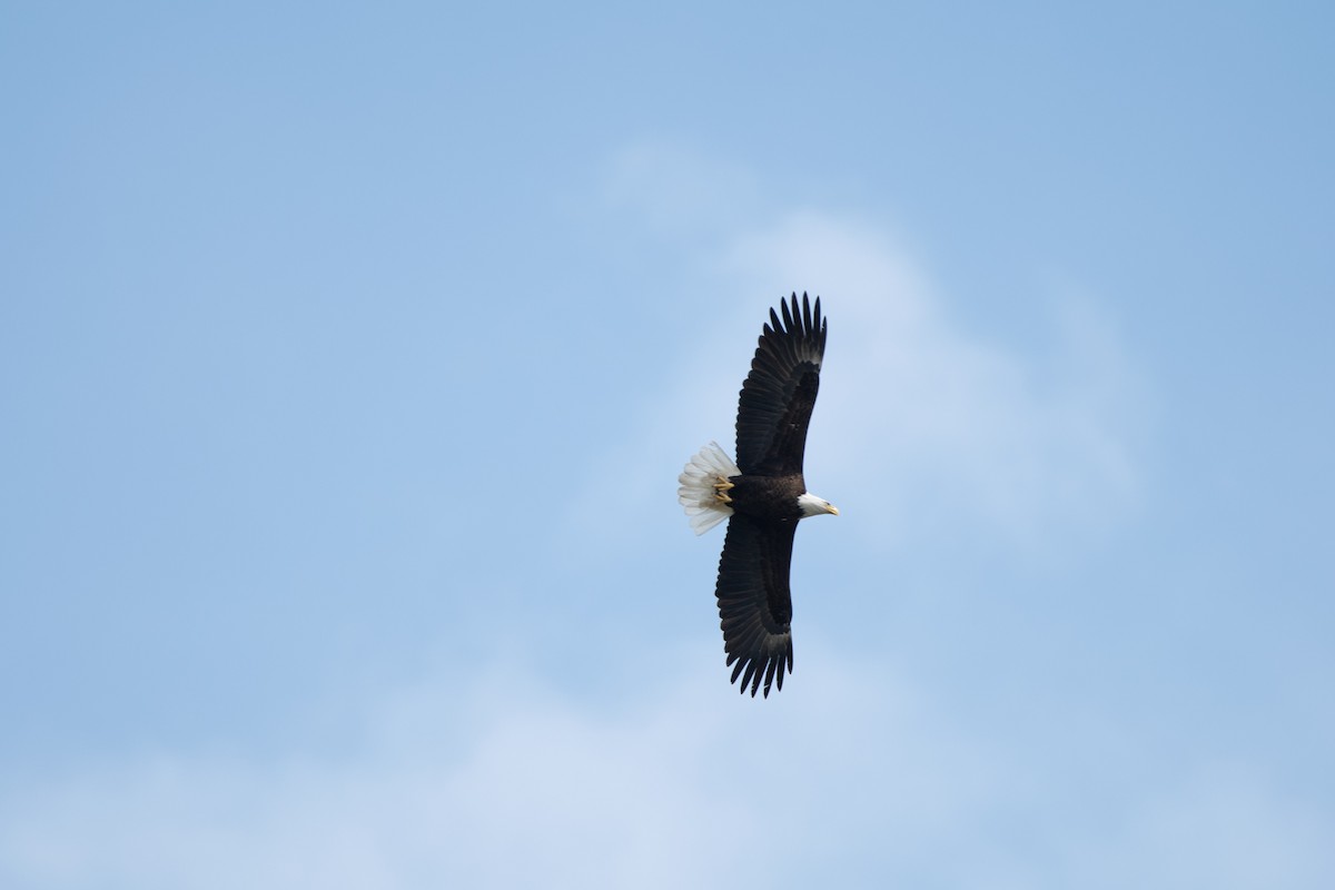 Ak Başlı Kartal - ML647133769