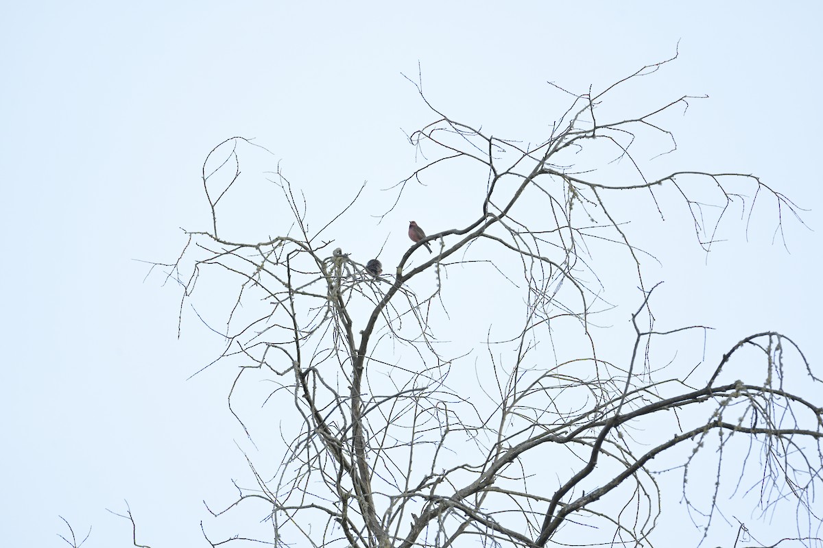 Dark-breasted Rosefinch - ML647133770