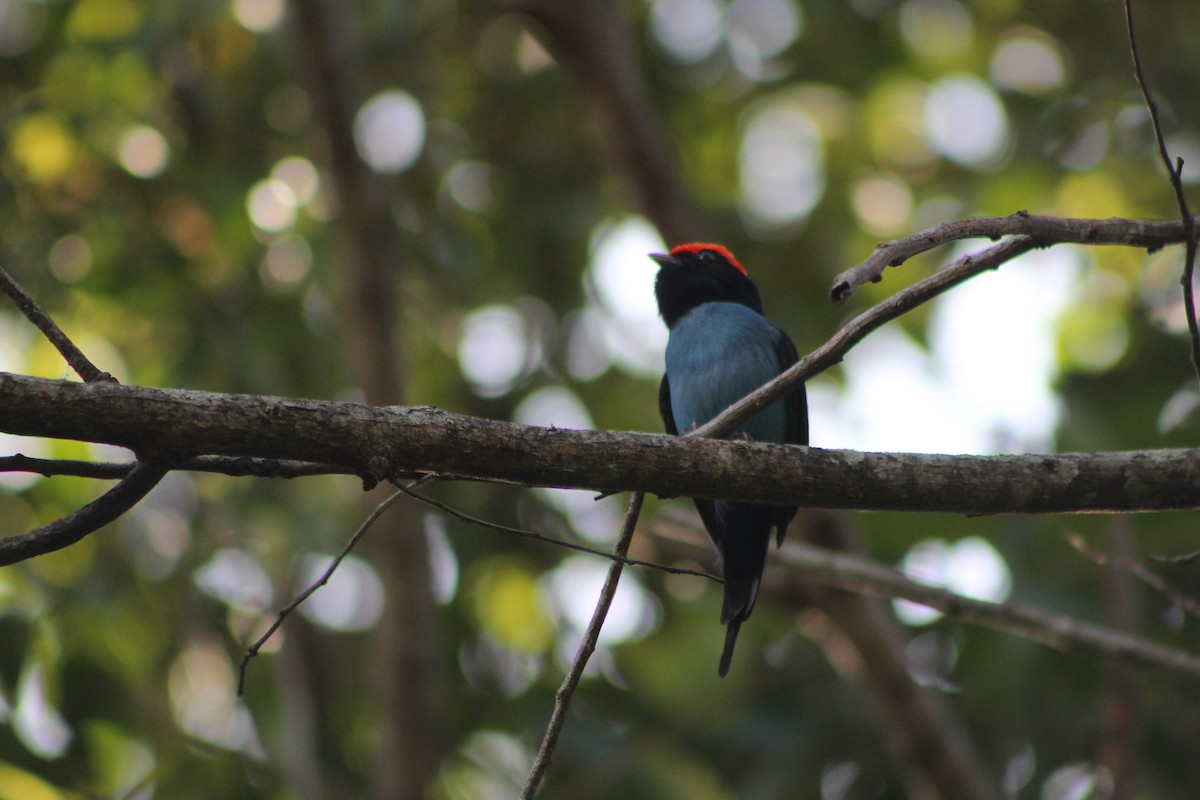 Swallow-tailed Manakin - ML647133774