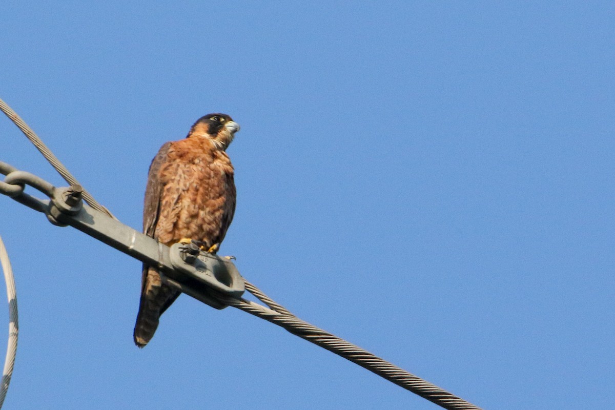Peregrine Falcon - ML647133782