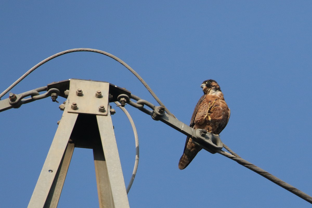 Peregrine Falcon - ML647133783
