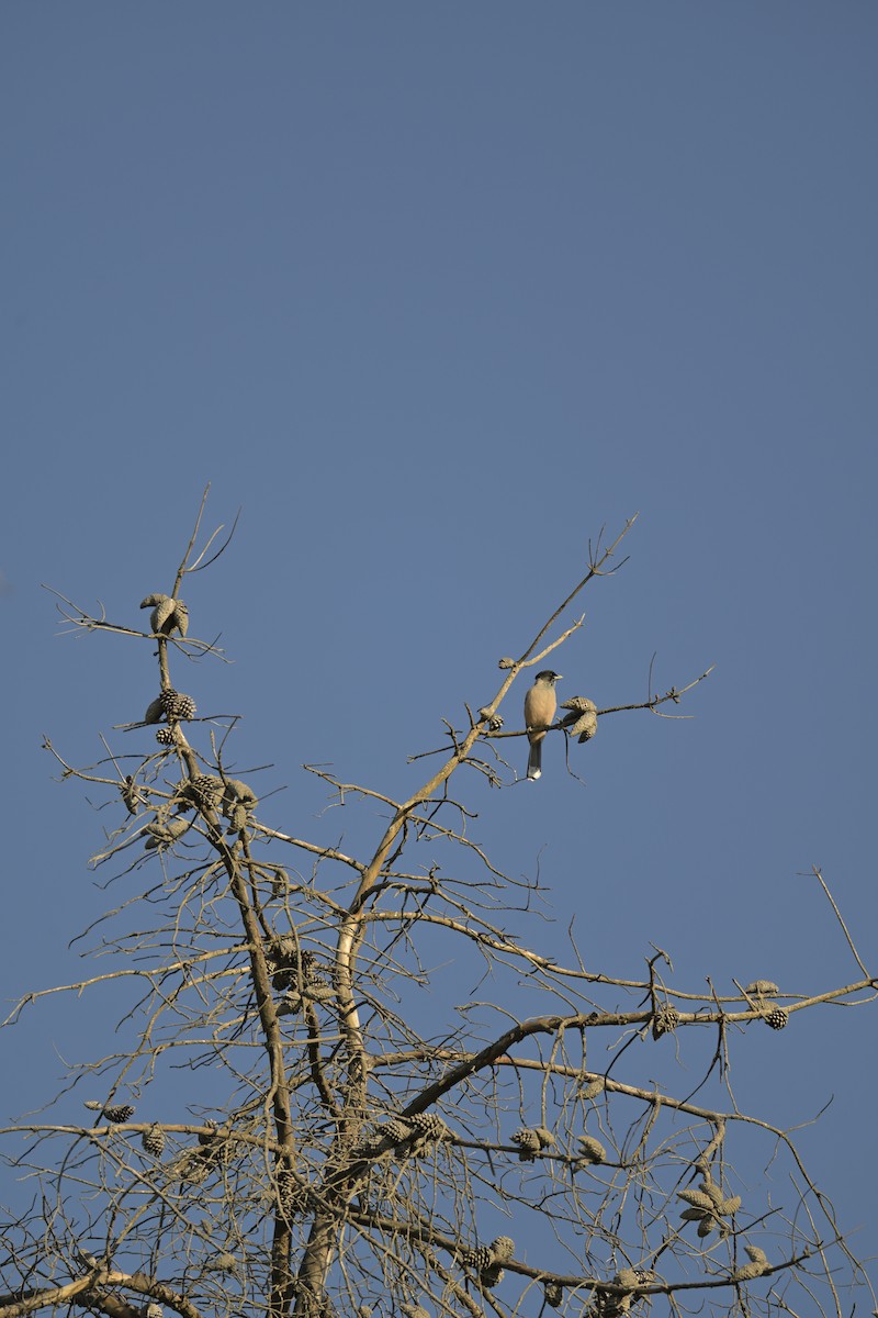 Black-headed Jay - ML647133784