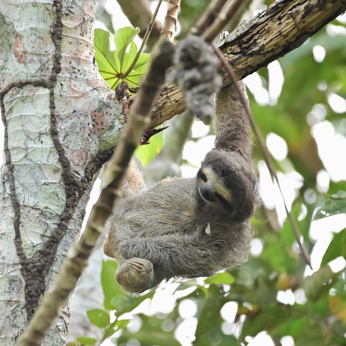 Animals - ML647133785