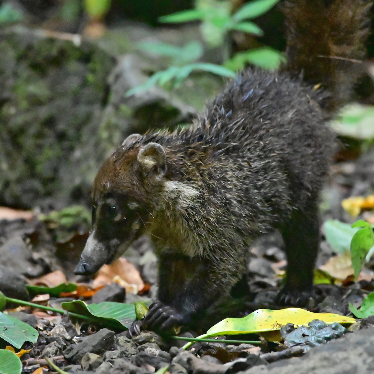 Animals - ML647133786