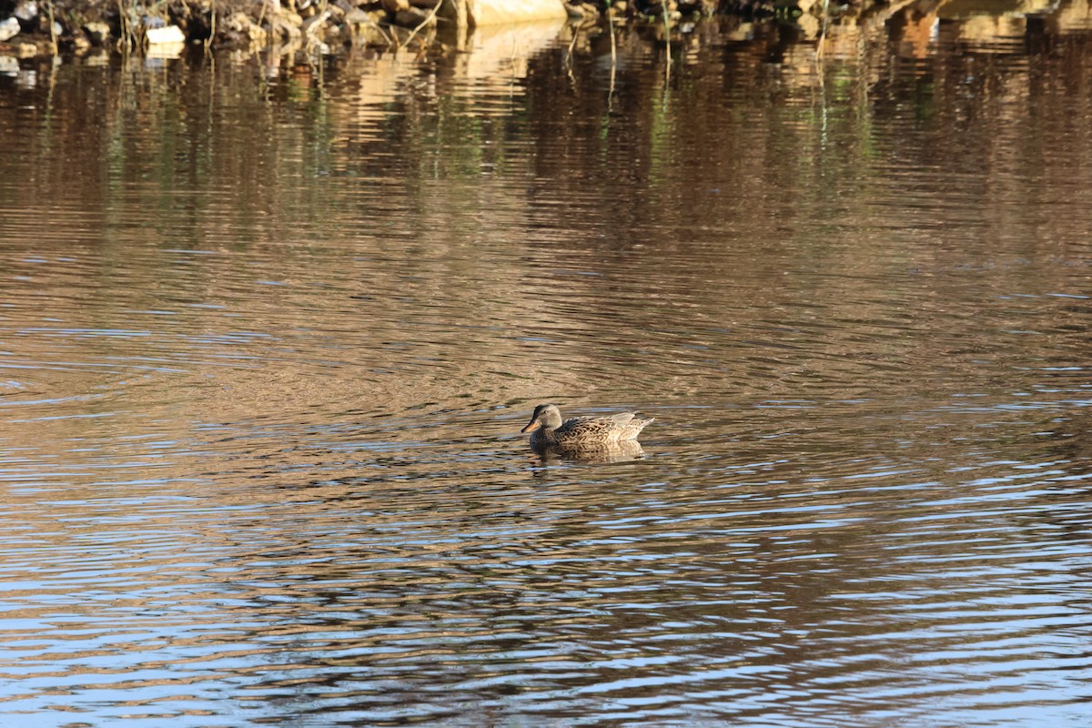 Серая утка - ML647133795