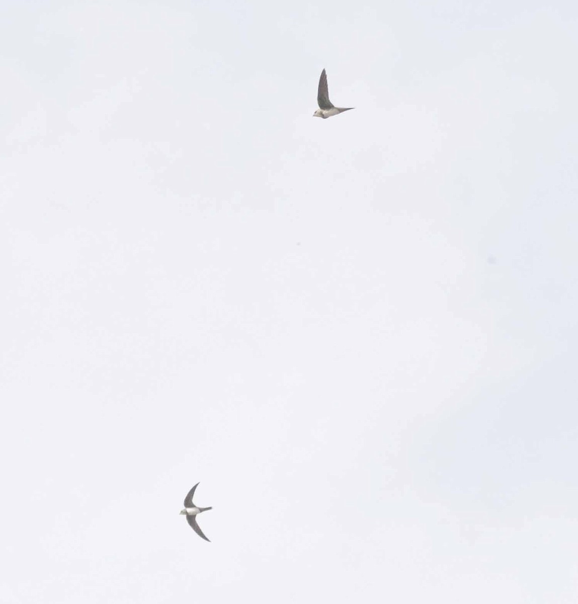 alpeseiler - ML647133797