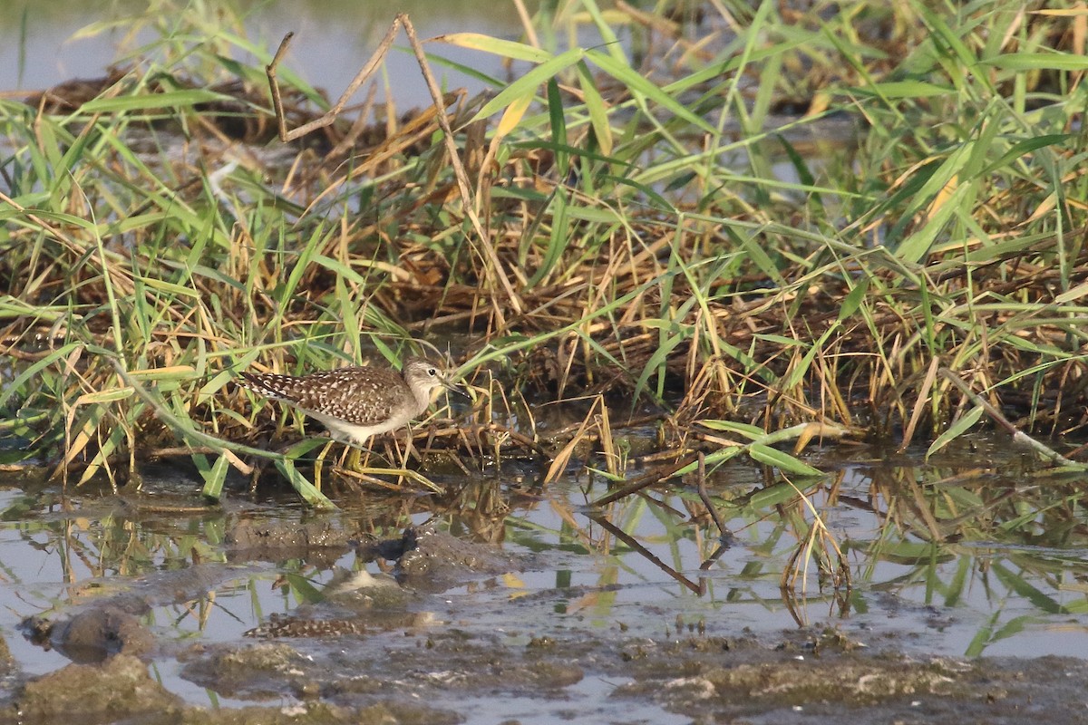 Wood Sandpiper - ML647133801