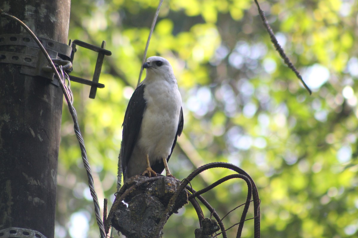 White-necked Hawk - ML647133807
