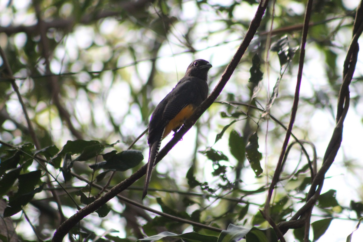 Green-backed Trogon - ML647133816