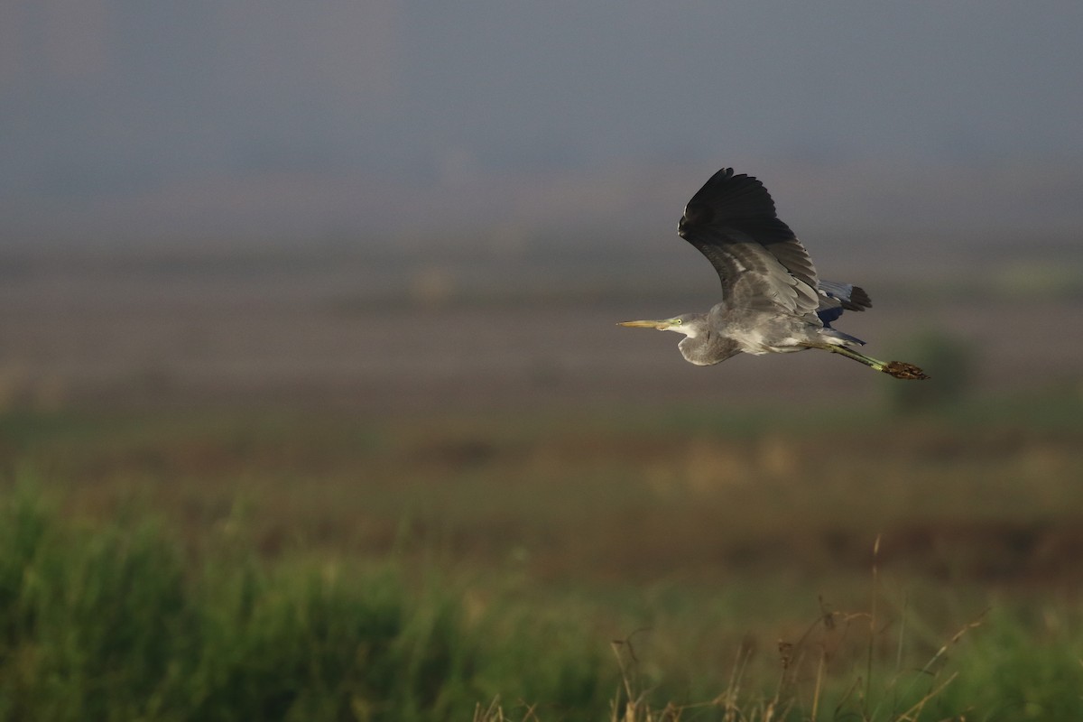 Western Reef-Heron - ML647133817