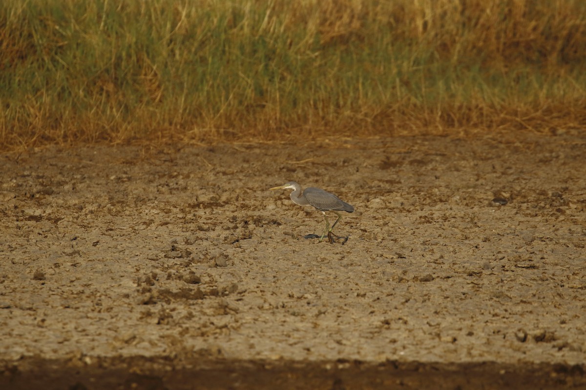 Western Reef-Heron - ML647133818