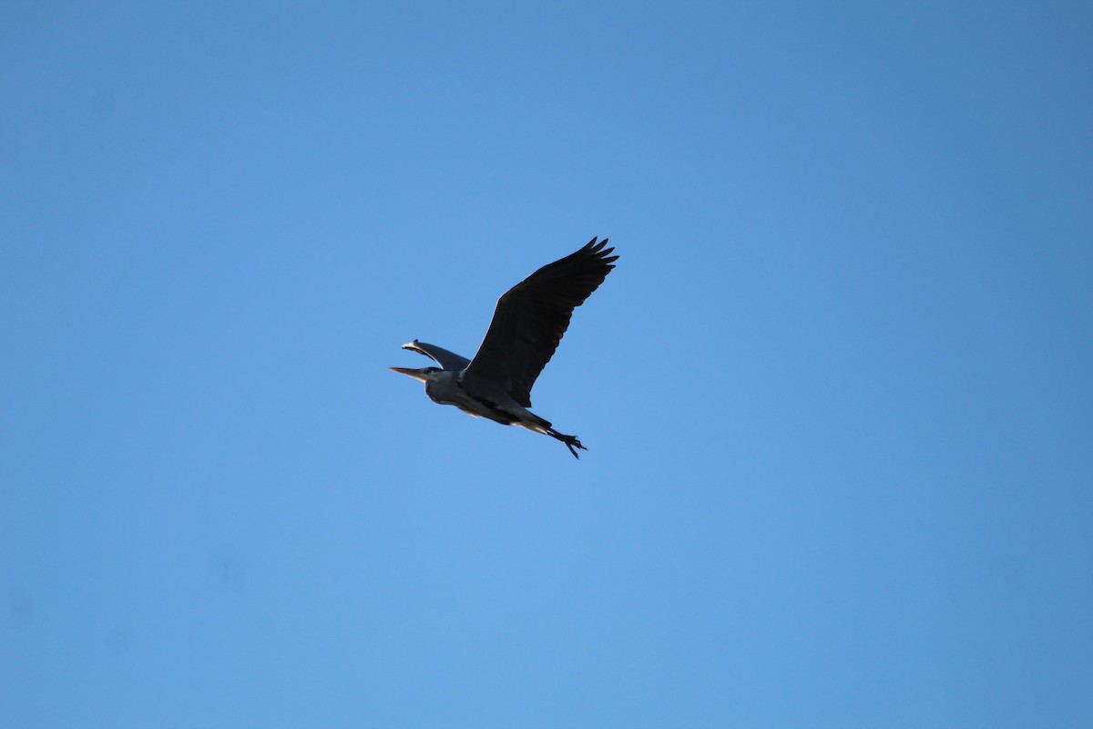 Gray Heron - ML647133820