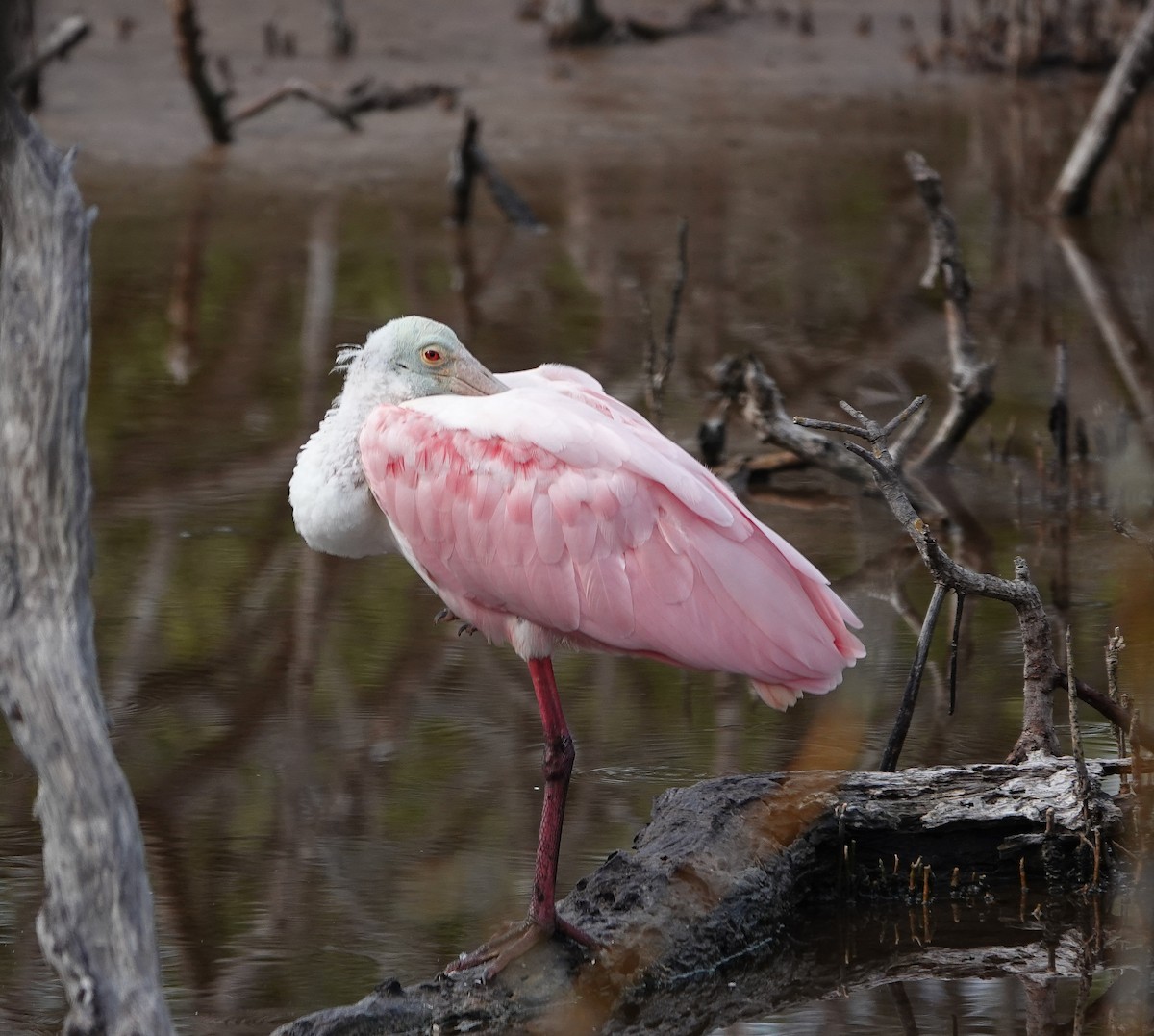 Roseate Spoonbill - ML647133823
