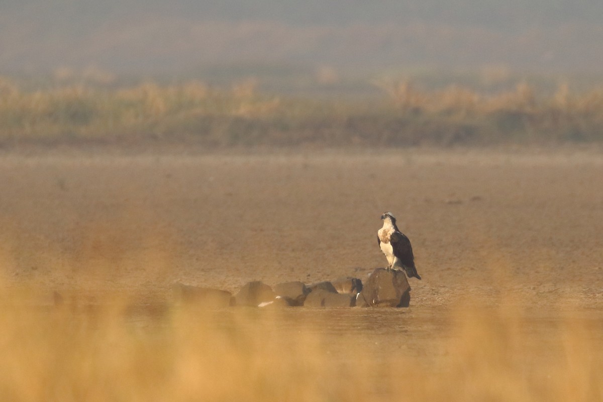 Osprey - ML647133855