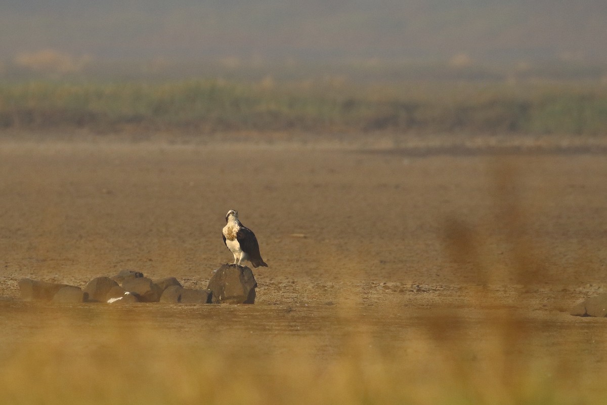 Osprey - ML647133857