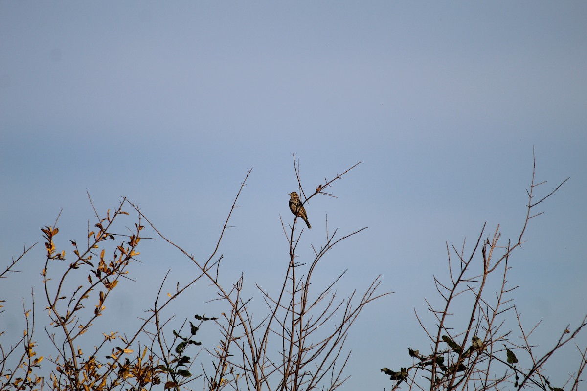 Bisbita Pratense - ML647133875