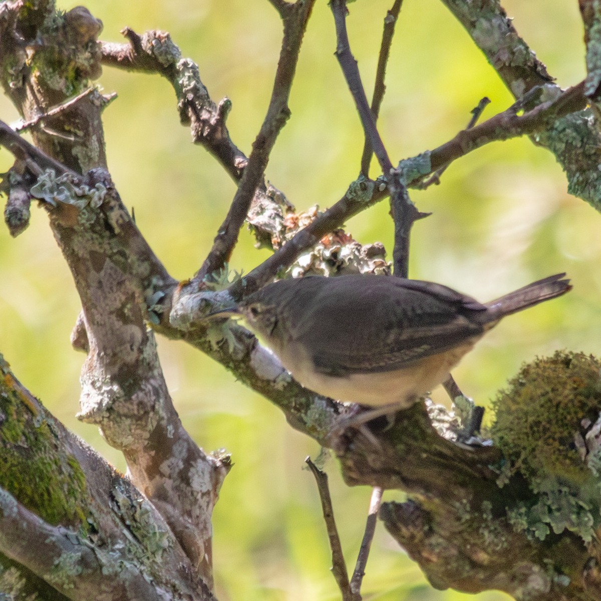 Southern House Wren - ML647133877