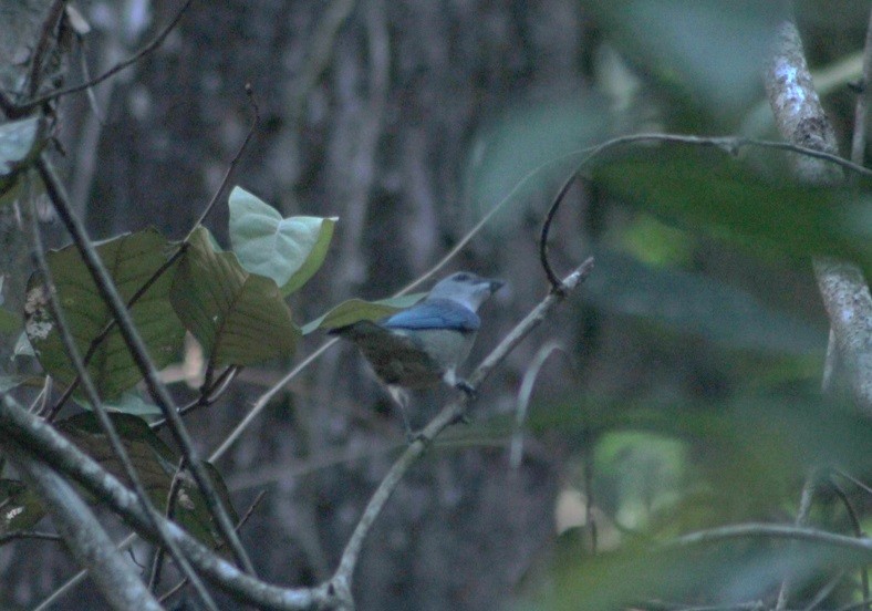 Azure-shouldered Tanager - ML647133878