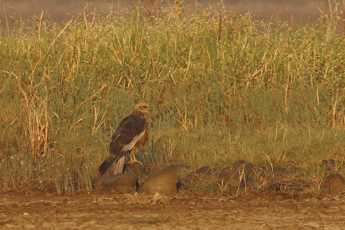 Western Marsh Harrier - ML647133883