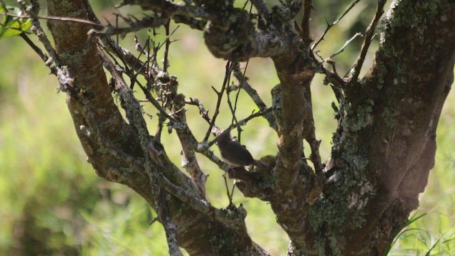 Southern House Wren - ML647133891