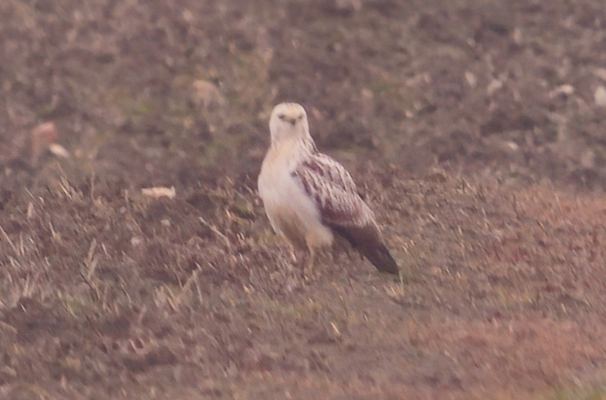Common Buzzard (Western) - ML647133900