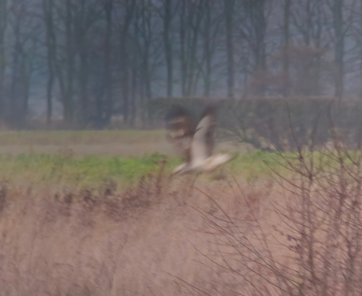 Common Buzzard (Western) - ML647133901