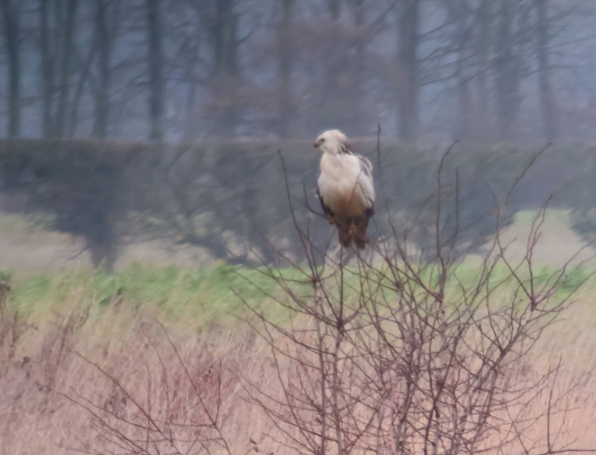 Common Buzzard (Western) - ML647133902
