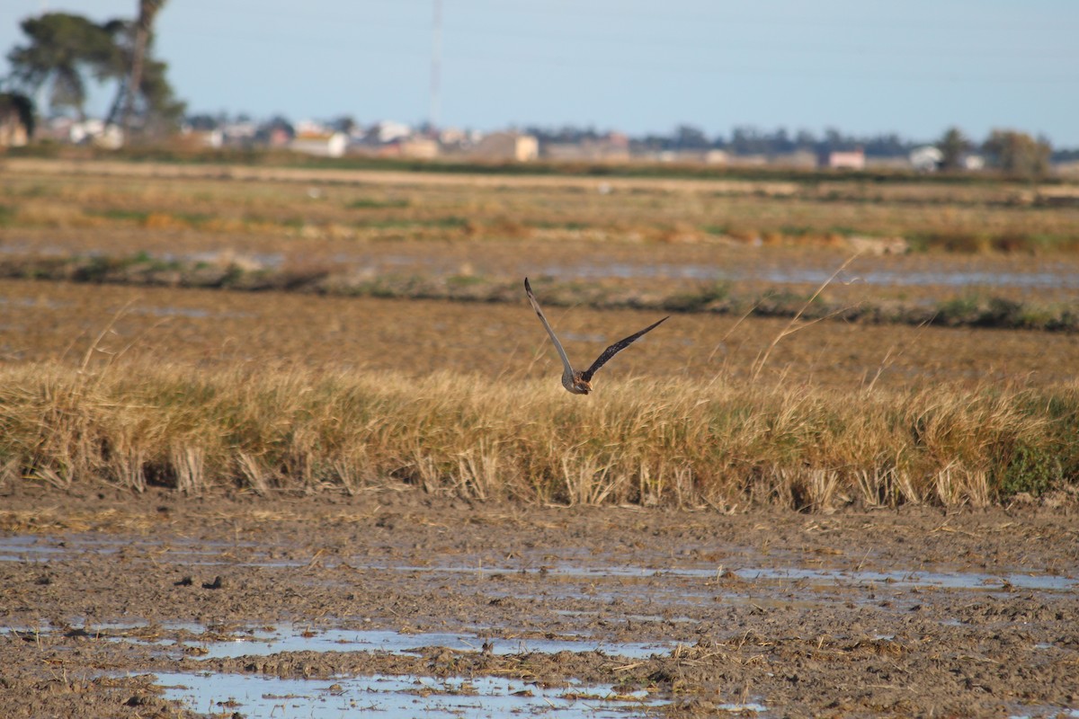 Short-eared Owl - ML647133919