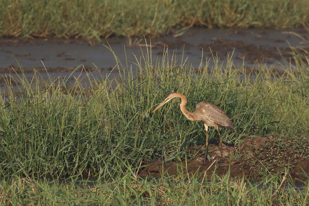 Purple Heron - ML647133920