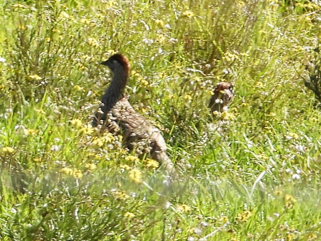 storfrankolin - ML647133928