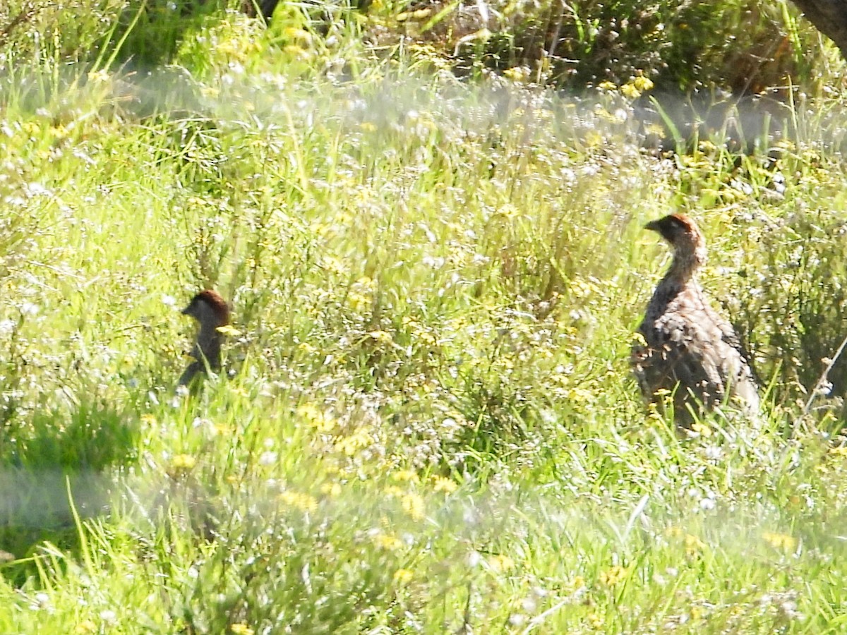 storfrankolin - ML647133930